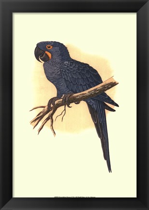 Framed Hyacinthine Macaw Print
