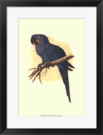 Framed Hyacinthine Macaw Print