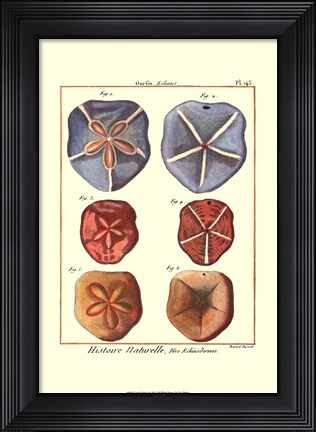 Framed Sand Dollars I Print
