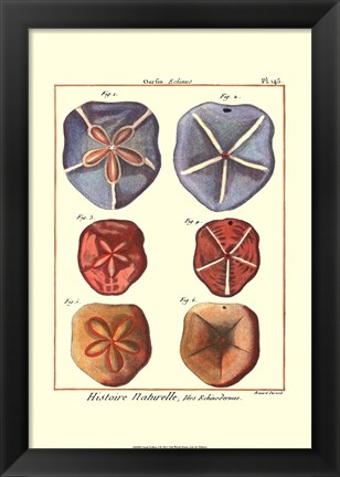 Framed Sand Dollars I Print
