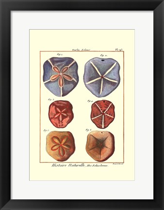 Framed Sand Dollars I Print
