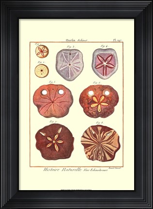 Framed Sand Dollars II Print