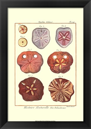 Framed Sand Dollars II Print