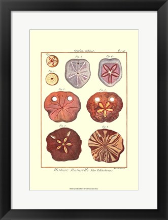 Framed Sand Dollars II Print