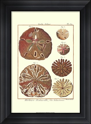 Framed Sand Dollars III Print