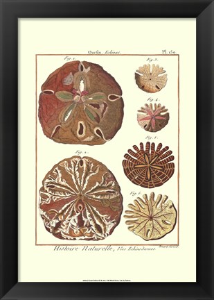 Framed Sand Dollars III Print