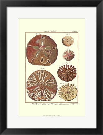Framed Sand Dollars III Print