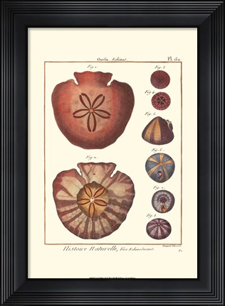Framed Sand Dollars IV Print
