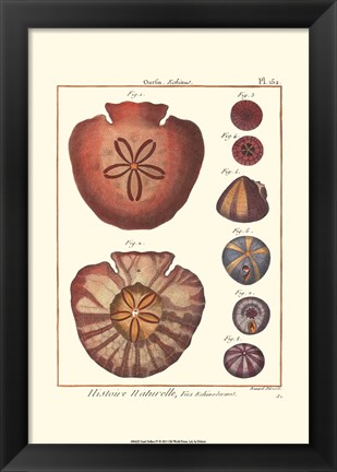 Framed Sand Dollars IV Print