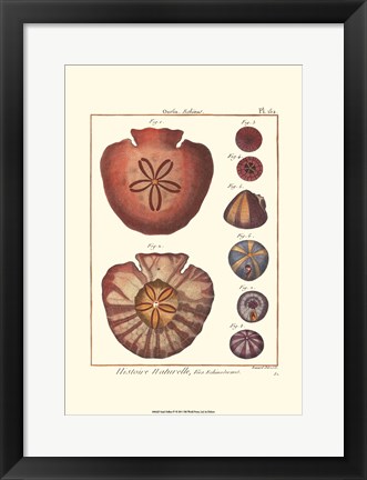 Framed Sand Dollars IV Print