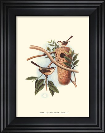 Framed Feathering Nest I Print