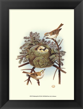 Framed Feathering Nest III Print
