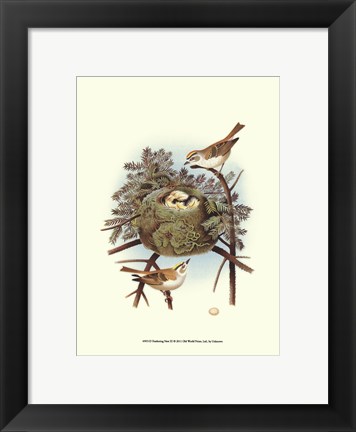Framed Feathering Nest III Print