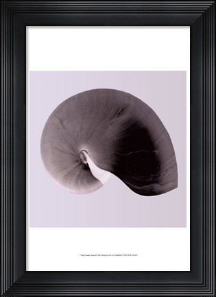 Framed Nautilus Twin II Print