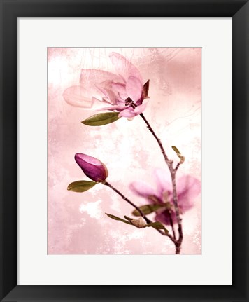 Framed Tulip Blush I Print