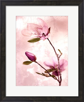Framed Tulip Blush I Print