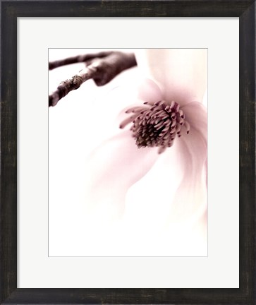 Framed Magnolia Blush I Print