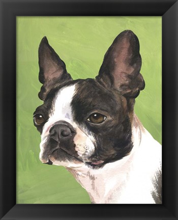 Framed Dog Portrait-Boston Print