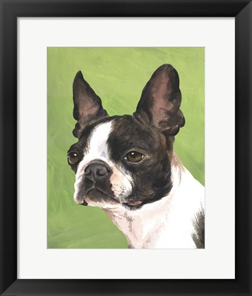 Framed Dog Portrait-Boston Print