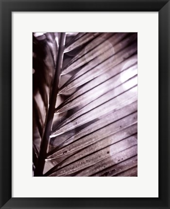 Framed Silvery Frond II Print