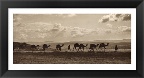 Framed Egyptian Camel Transport Print