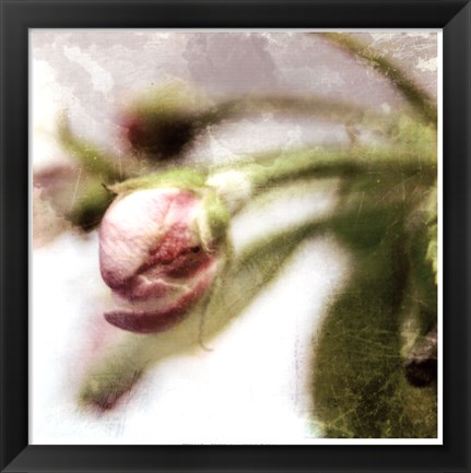 Framed Apple Blossom III Print