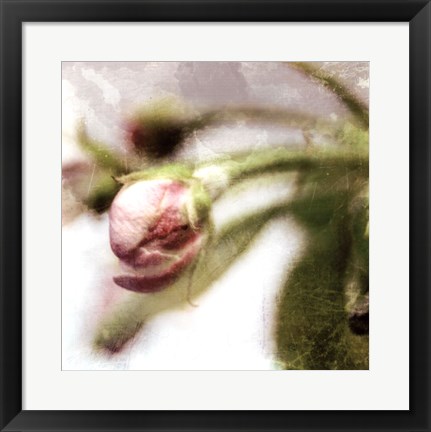 Framed Apple Blossom III Print