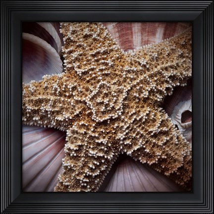Framed Macro Shells I Print