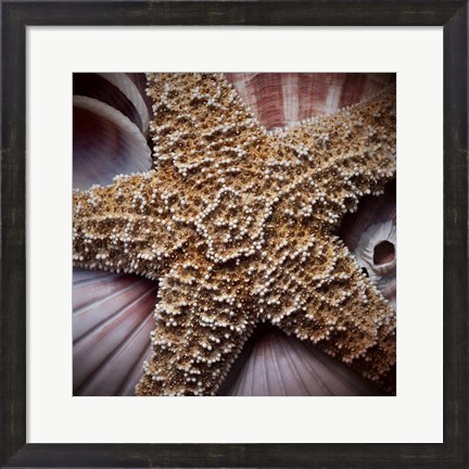 Framed Macro Shells I Print