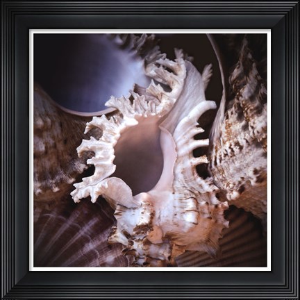 Framed Macro Shells II Print