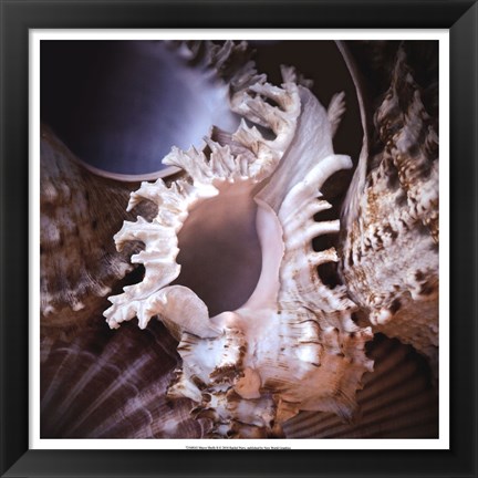 Framed Macro Shells II Print