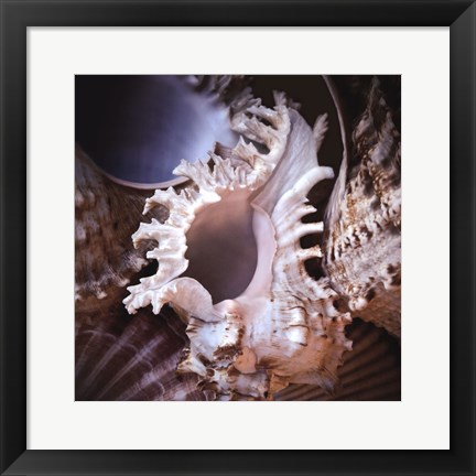 Framed Macro Shells II Print