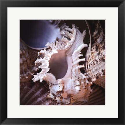 Framed Macro Shells II Print