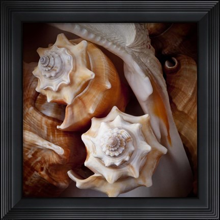 Framed Macro Shells III Print