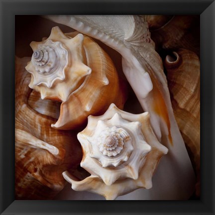 Framed Macro Shells III Print