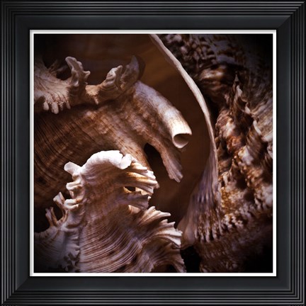 Framed Macro Shells IV Print