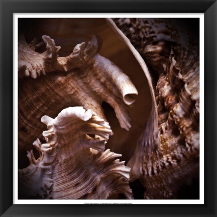 Framed Macro Shells IV Print