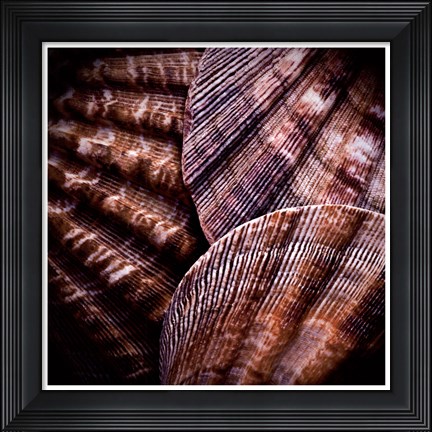 Framed Macro Shells V Print