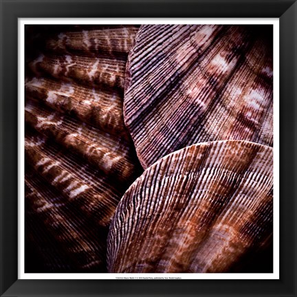 Framed Macro Shells V Print