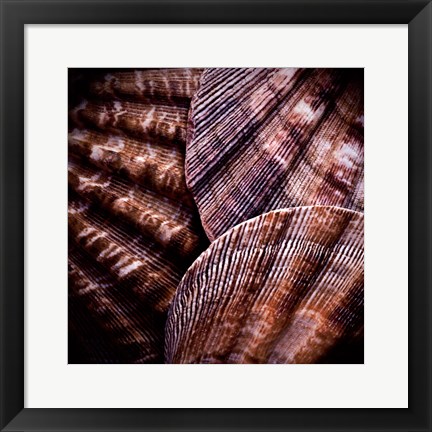 Framed Macro Shells V Print