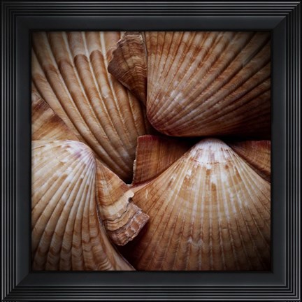 Framed Macro Shells VI Print