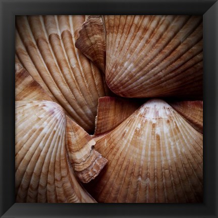 Framed Macro Shells VI Print