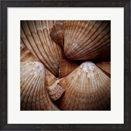 Framed Macro Shells VI Print