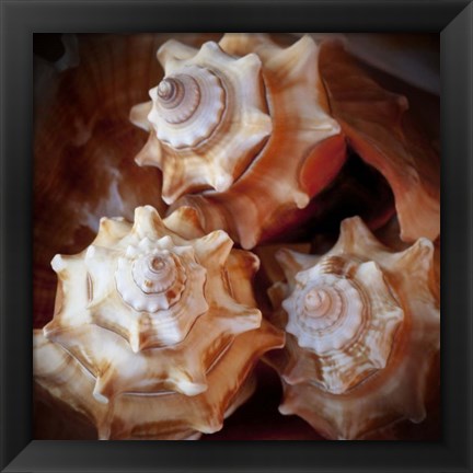 Framed Macro Shells VII Print