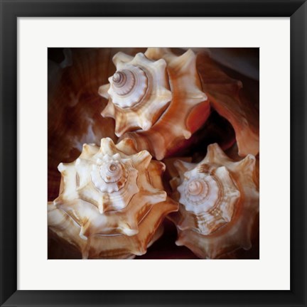 Framed Macro Shells VII Print