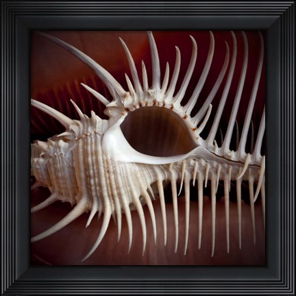 Framed Macro Shells VIII Print
