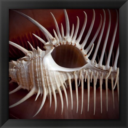 Framed Macro Shells VIII Print