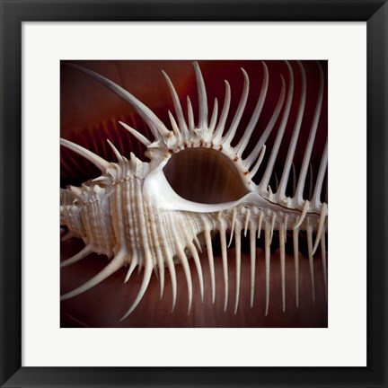 Framed Macro Shells VIII Print