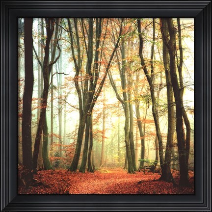 Framed Colorfall II Print
