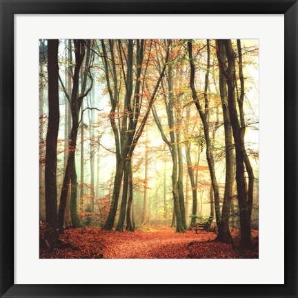 Framed Colorfall II Print